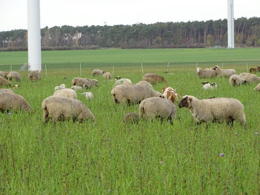 Schafe bei der Ackerbeweidung von Luzerne und Zwischenfr&uuml;chten