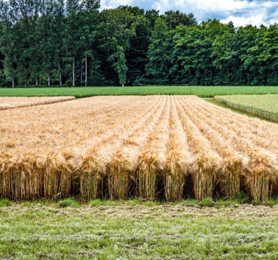 Wintergerste im Controlled-Row-Farming-System auf dem Versuchsgut Wambergen